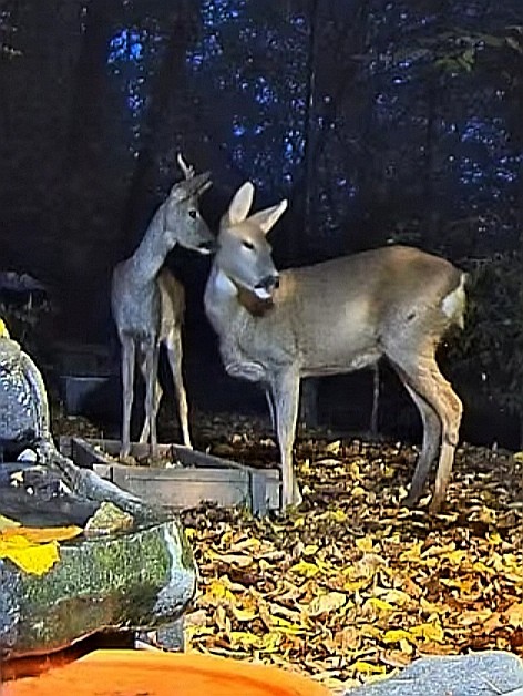 livebirdspoland_5c24c742de9aadb338ef21d6546da3cf.jpg