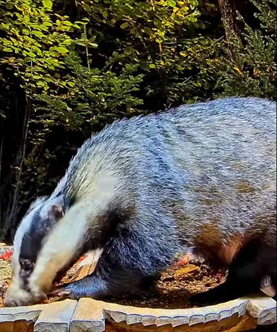 livebirdspoland_c95751c2c3d4ac3410dd4677cbc86317.jpg