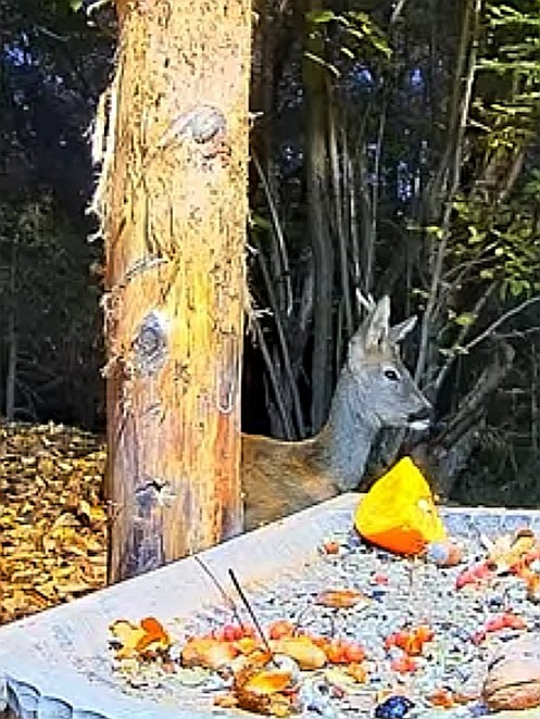livebirdspoland_de8f6b25c146a8e1a753ca8a285078a8.jpg