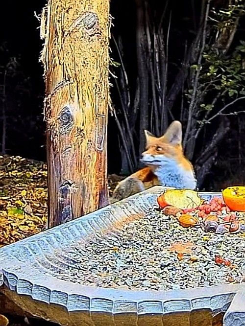livebirdspoland_a071e01605b6b632be16838a53b8278d.jpg