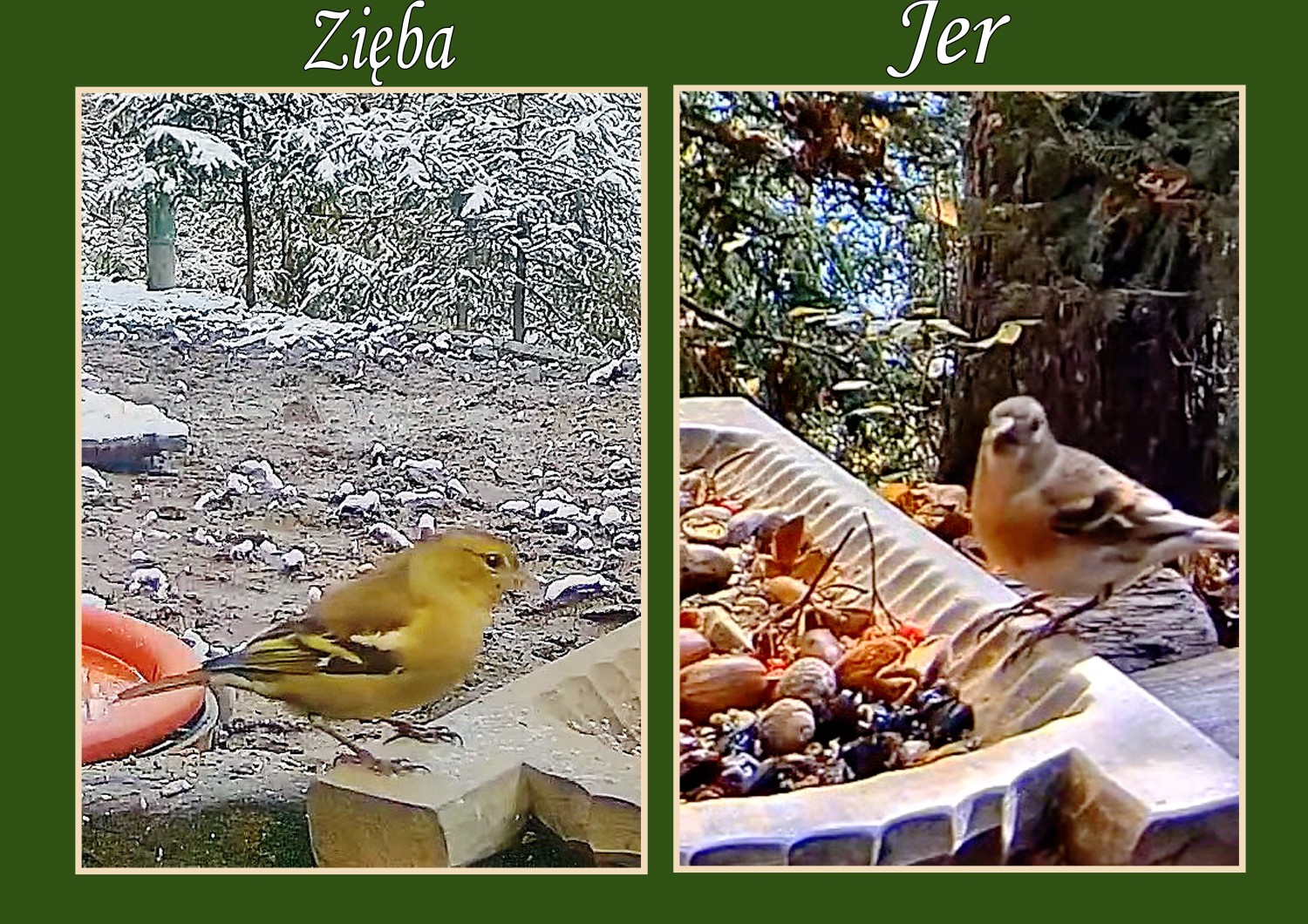 livebirdspoland_313e2944ee5dcd59cb68e7b6555c22e7.jpg