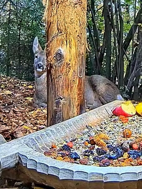 livebirdspoland_34844087c76a722bec95560d7b45c08d.jpg