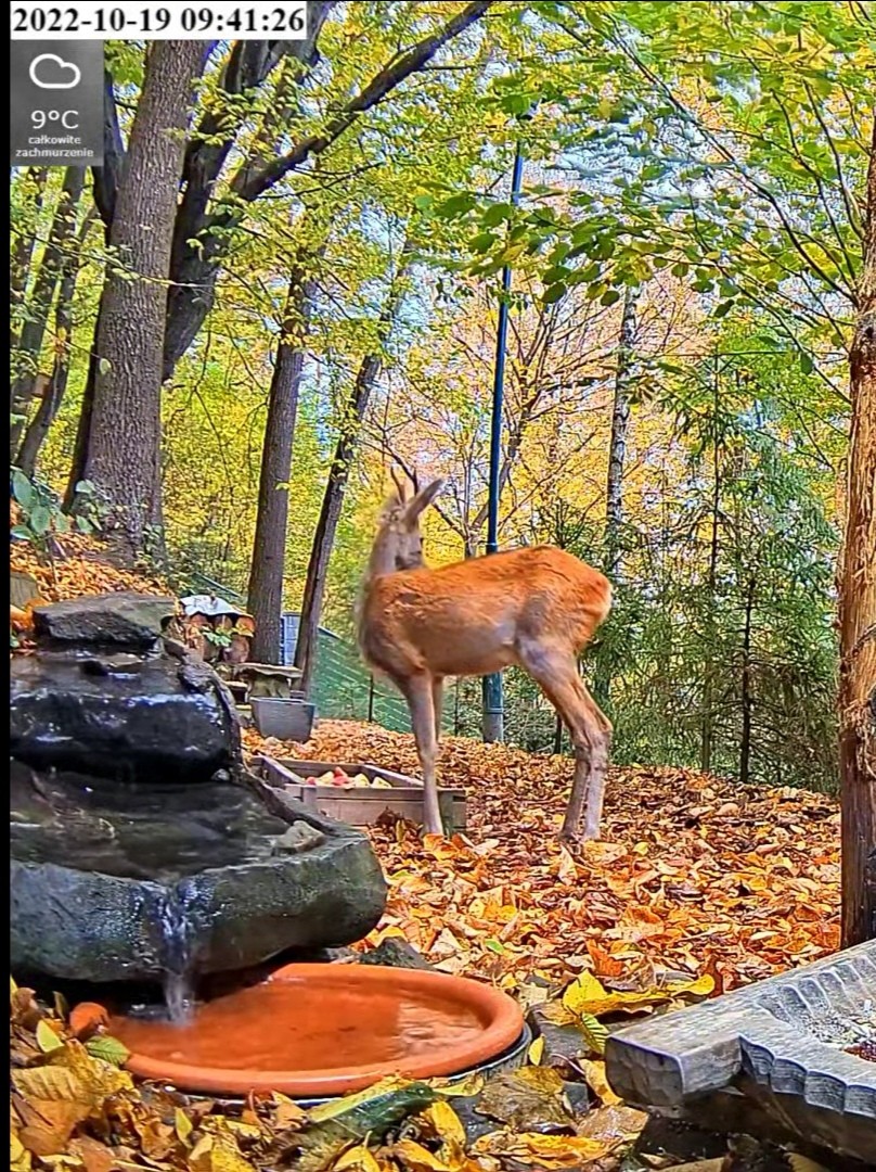 livebirdspoland_1a377b3dbfe538b6ef555b08670b2138.jpg