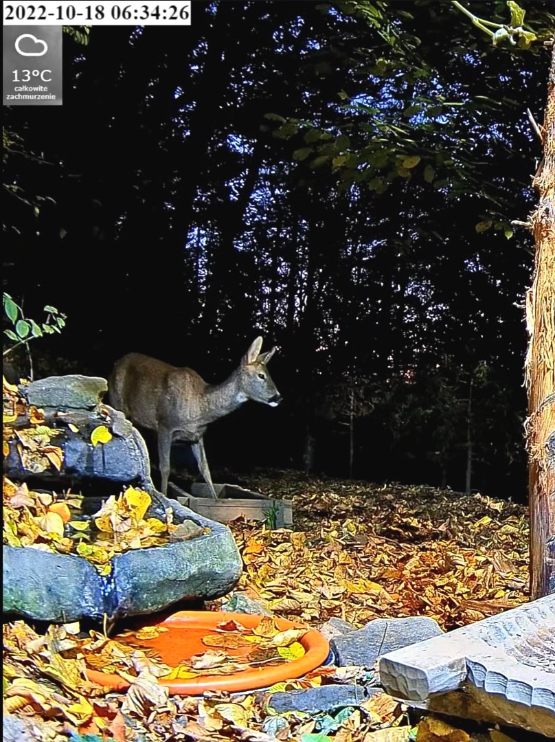 livebirdspoland_d63b61e0d34033ca8b6789c18ae25ed7.jpg