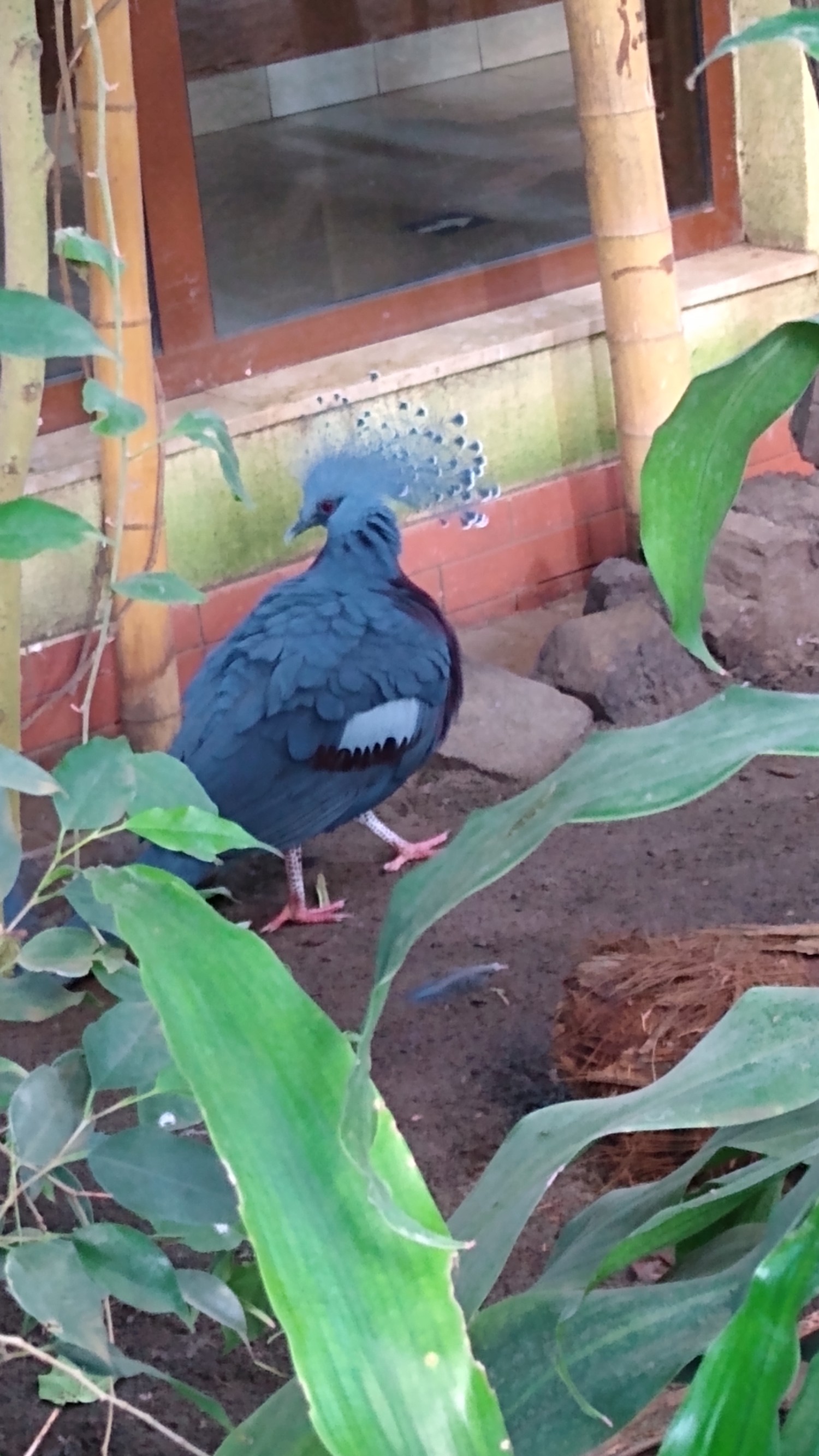 livebirdspoland_4d0bc14304f10b2a502474fc165fbd6b.jpg