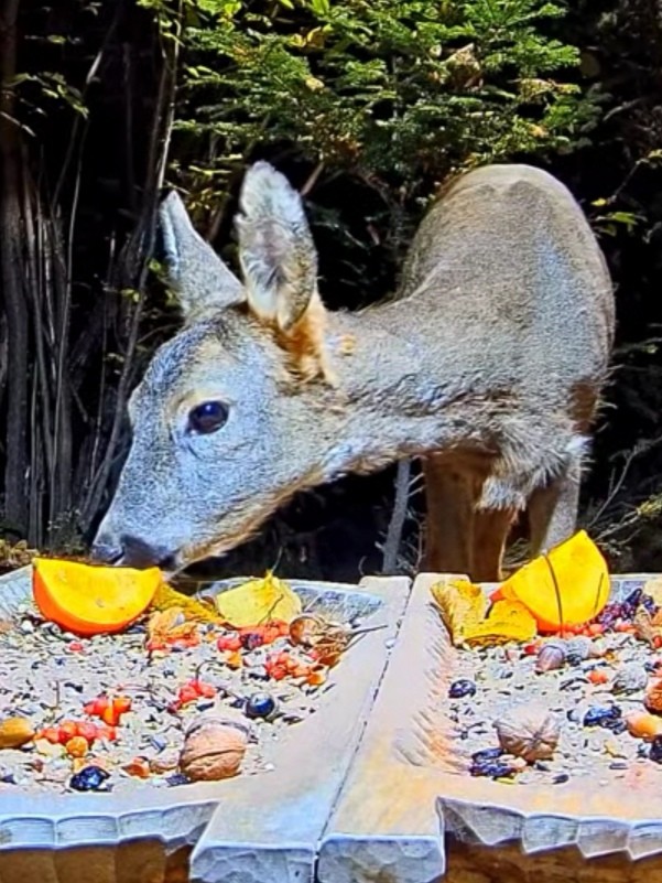 livebirdspoland_efb7b6783e271f65406733bb78f8273e.jpg