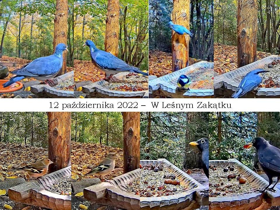 livebirdspoland_c4521d2cd49954304cfb16f5649929ad.jpg