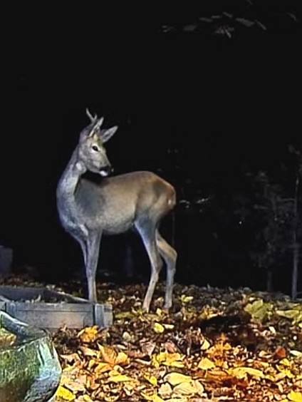 livebirdspoland_b3480ab95df8ba59bcf4467d4ea18f22.jpg