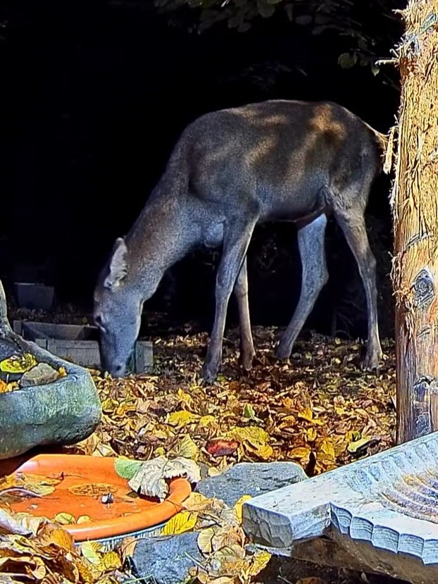 livebirdspoland_39f6183b24c20f4a9260d04c36877a15.jpg
