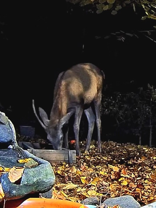 livebirdspoland_8168454ec439cd3820c5c3c3f47ddfa8.jpg