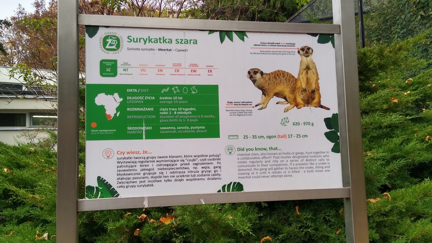 livebirdspoland_075600137914b88be71619e3c89a1286.jpg