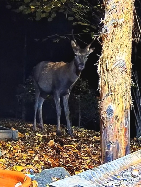 livebirdspoland_61e8174eebff6166122e8edeec128268.jpg