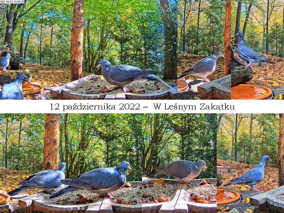 livebirdspoland_6563a4d3543b6ce95df4817ba2926be3.jpg