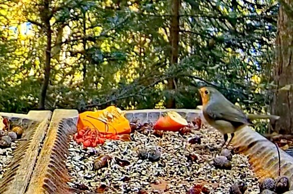 livebirdspoland_266273c1b1e4164e72523df2fb69f7d1.jpg