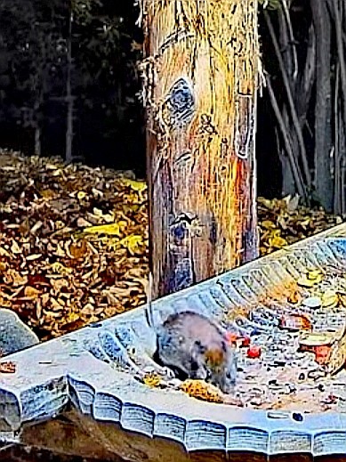 livebirdspoland_15dac260b7d14ec53883db729b8ff716.jpg