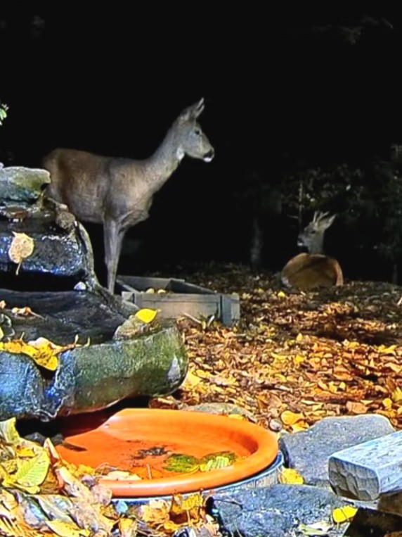 livebirdspoland_bf40292865d34c08124a70bbb41f12a5.jpg