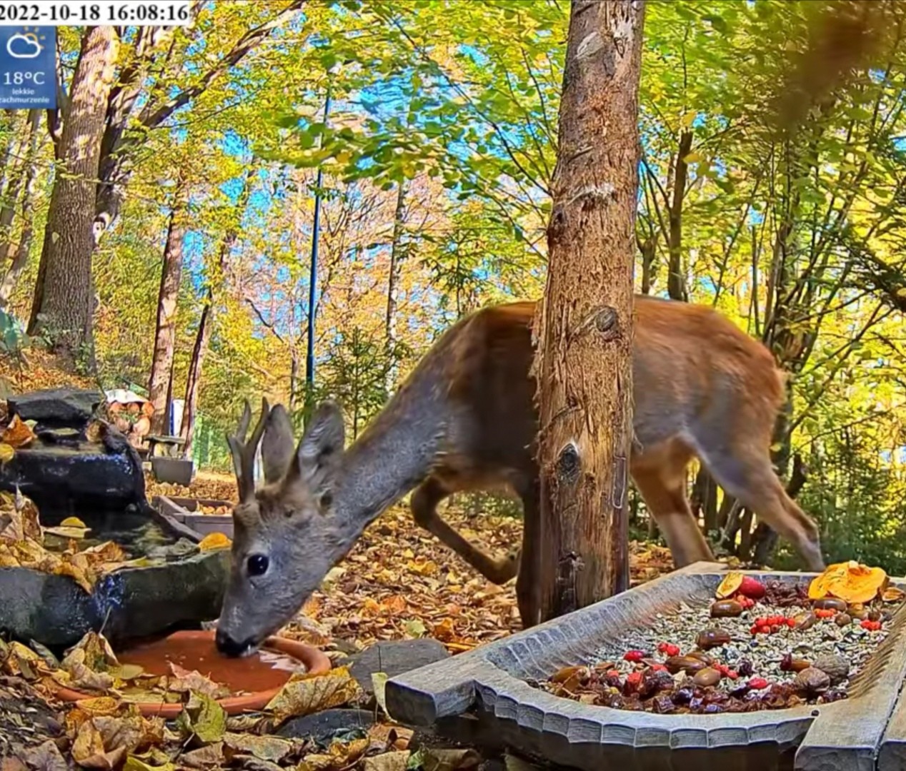 livebirdspoland_4dc86f63d9a6e8a9fd0e1faf5b9f2aa8.jpg