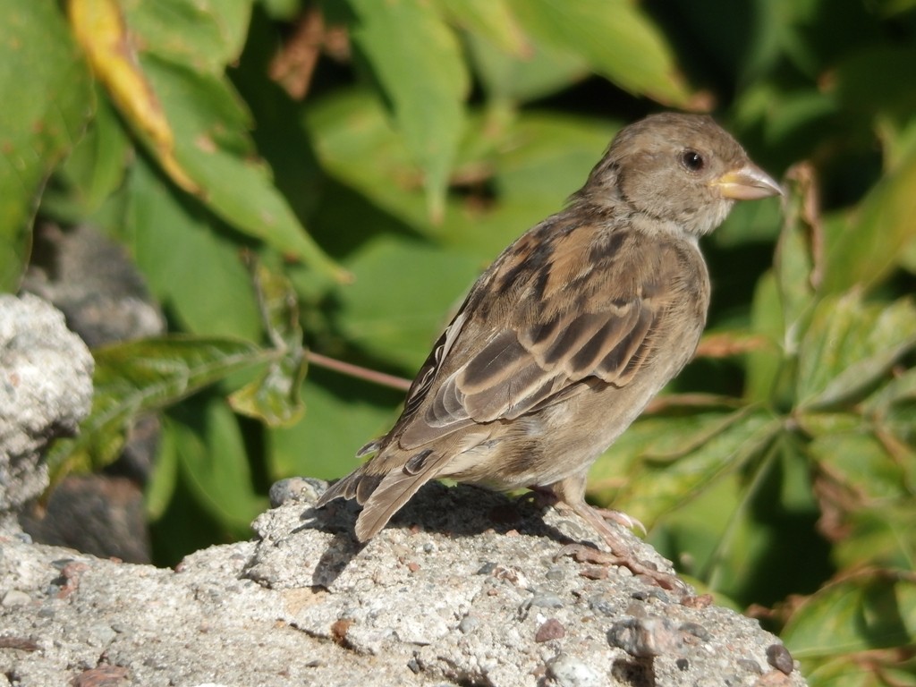 livebirdspoland_46a3415919a13c8007170c647ba1a00c.jpg