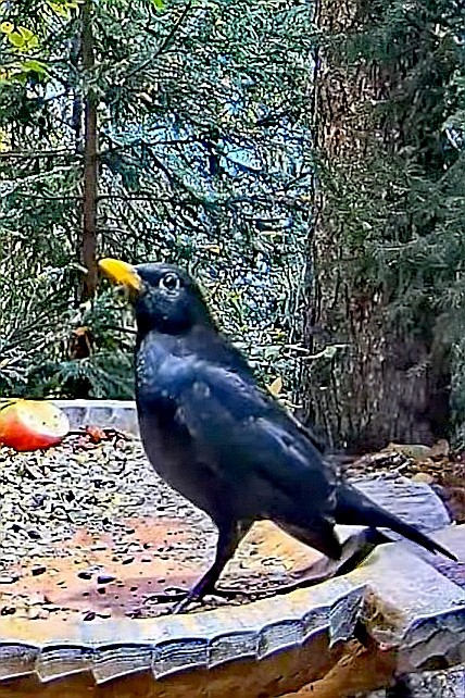 livebirdspoland_66108706b8de629ccdf77dc74ad7c969.jpg