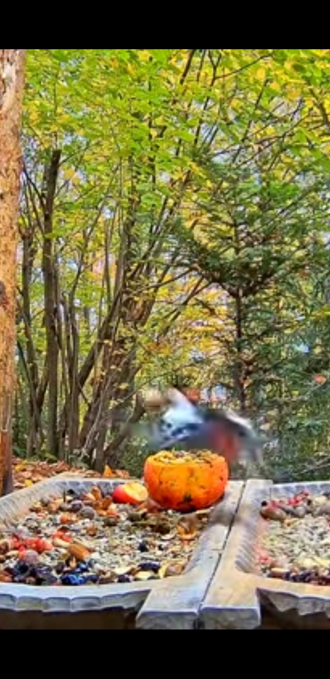 livebirdspoland_7bbd05e85c4580c7dd4d75daad5c1508.jpg