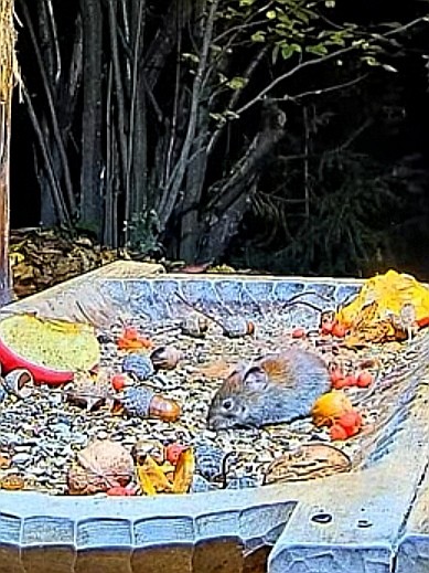 livebirdspoland_6fc5c1554c313ca09ab6f6d20ab4d814.jpg