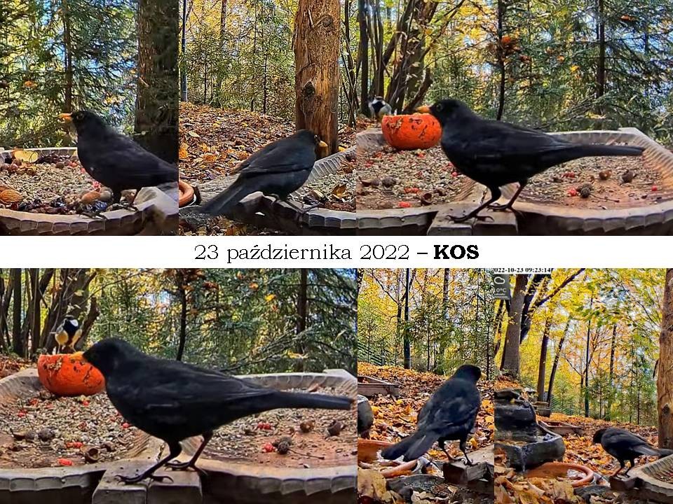 livebirdspoland_5a404b08f1703542448d73c7b8edc3c3.jpg