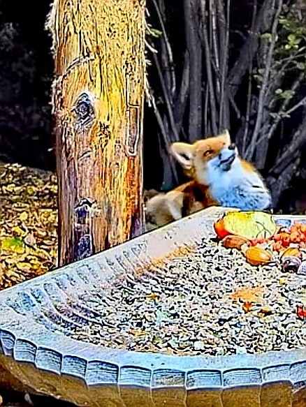livebirdspoland_2eeb3a254b8b29577bd3e824b7c06200.jpg
