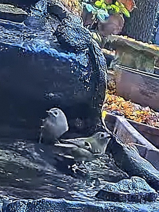 livebirdspoland_f68b58730da5f08706bd5fe748e586b1.jpg