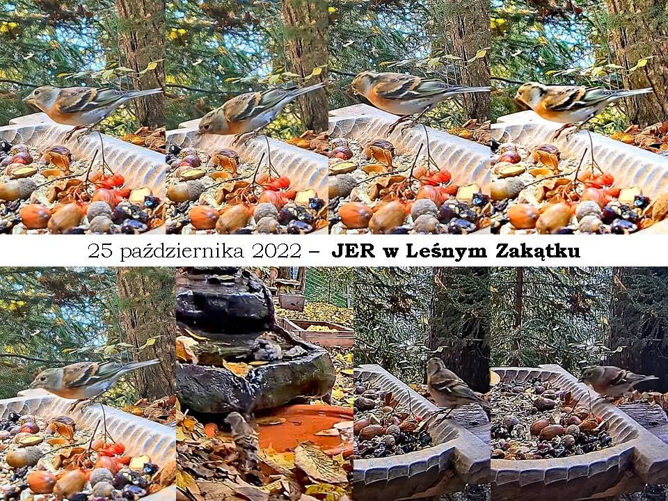 livebirdspoland_87b85adcd75822880bc4c426761c3247.jpg