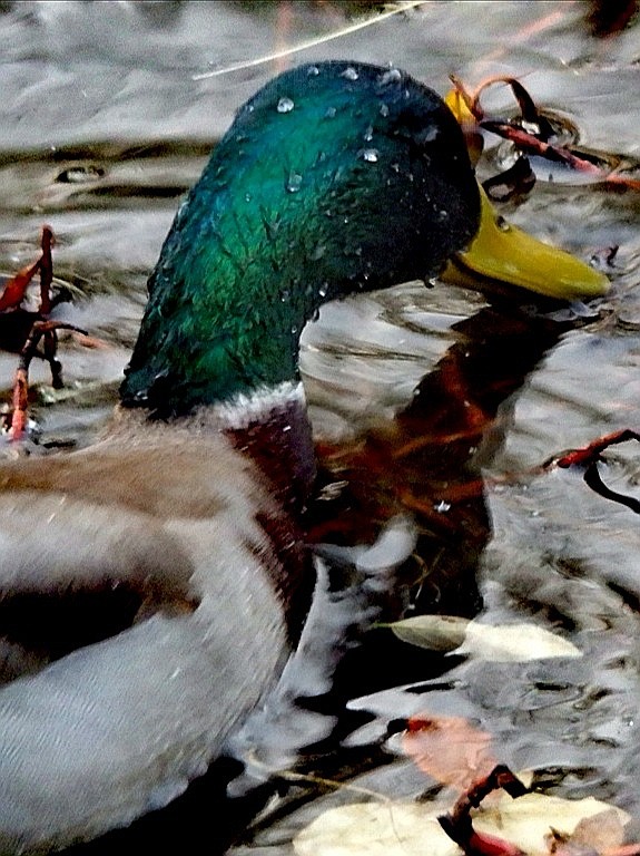 livebirdspoland_fe9a895f8d68ac2a9d32fb5dda97d6ef.jpg