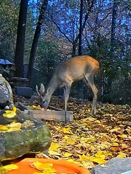 livebirdspoland_e646b0abd441a3a5d23aca3ab192dc6e.jpg