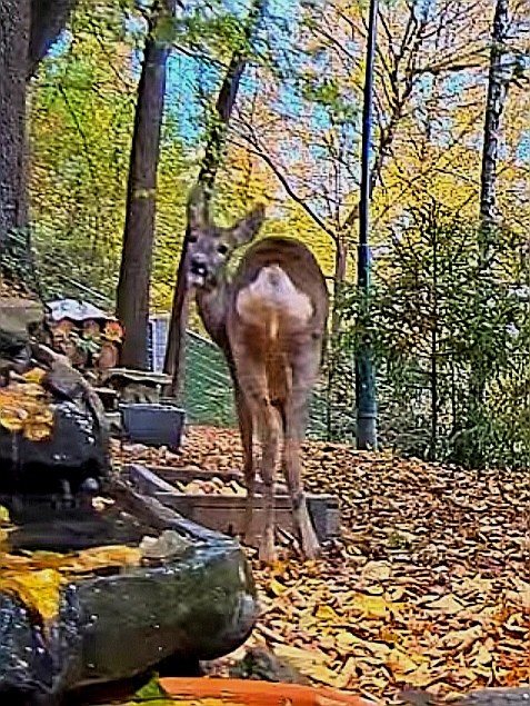 livebirdspoland_3927b09306ad9bac2dffd8ac540e1c65.jpg