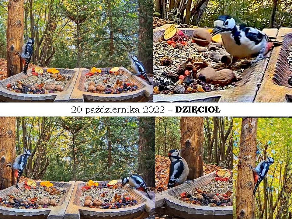 livebirdspoland_5e8ce9612af843ac70f6fb184fb334ac.jpg