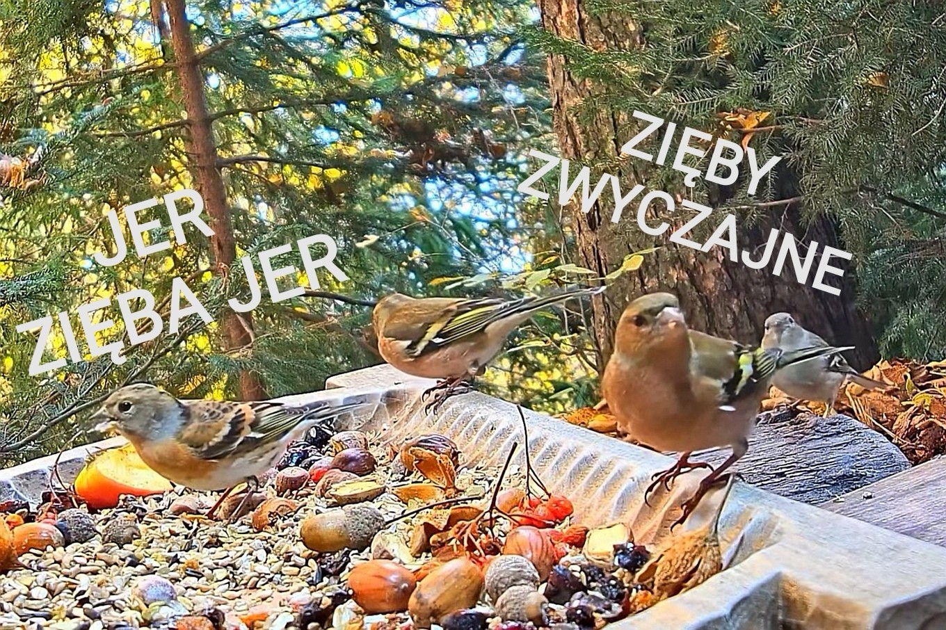 livebirdspoland_bcdc88b178f039b6cf0d944845351b3a.jpg