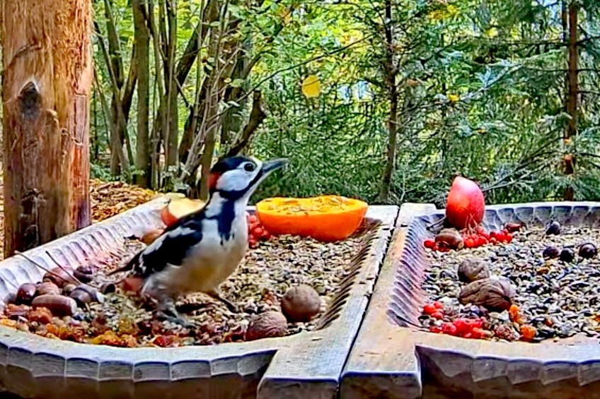 livebirdspoland_9feb4f9bb3c69e697b3c788dc6875bf4.jpg