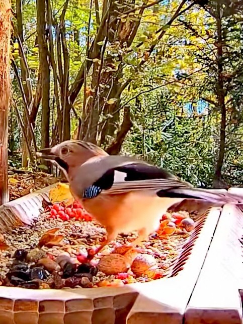 livebirdspoland_a7dbdcceb5c488e9622b359ce6953a37.jpg