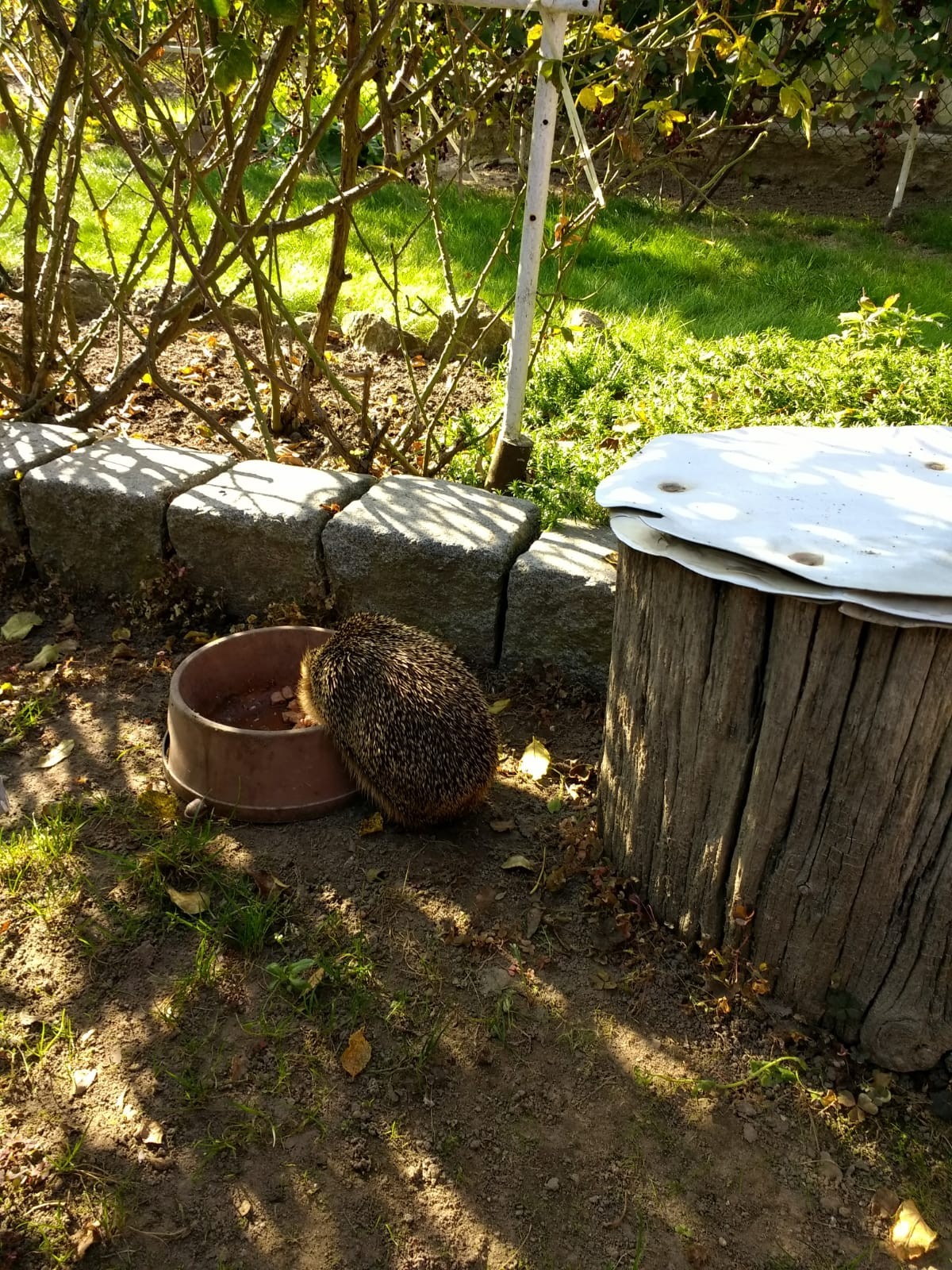 livebirdspoland_1ab8a0b71370b815937d80ec717a0a23.jpg