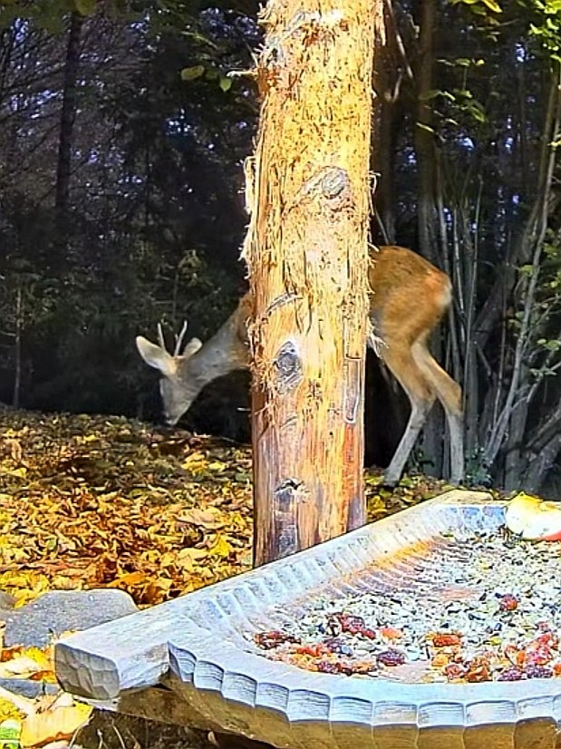 livebirdspoland_c14554bfd2590cbaeb4f9263cedaf804.jpg