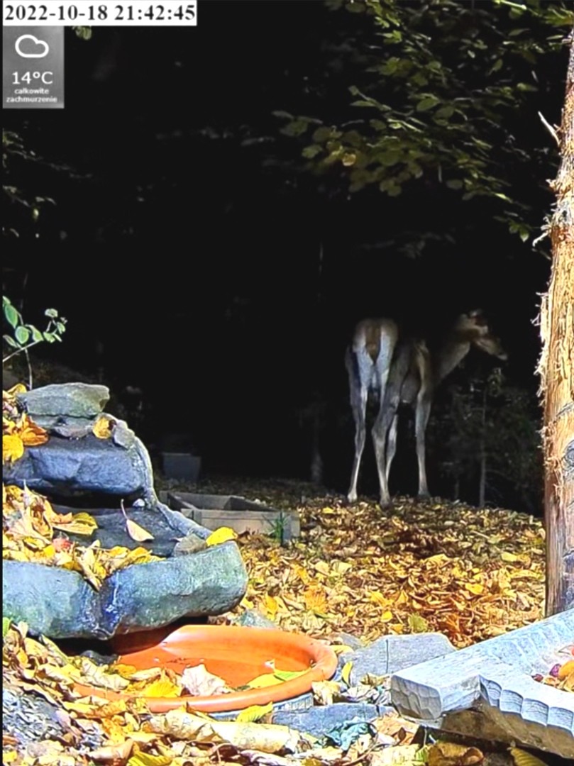 livebirdspoland_6d919b218ea63a52682d2d6a622c4c5d.jpg