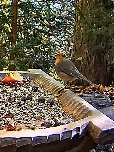 livebirdspoland_d168c573c2b324e3cacf339728658a24.jpg