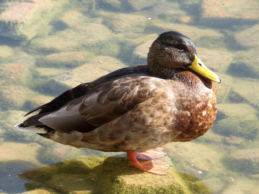 livebirdspoland_33214749d4602d909fc280fc4103807a.jpg