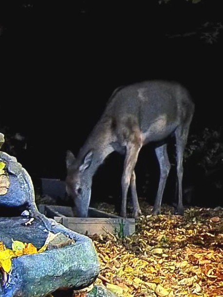 livebirdspoland_29c6c6009524401c41bbe9b604d27b7c.jpg