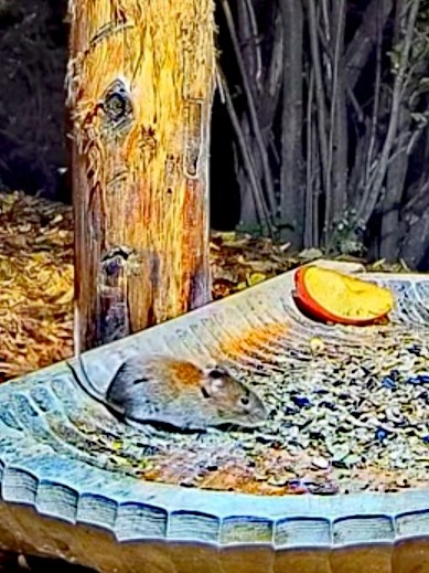 livebirdspoland_edb54c8bbf3be1ce95a34f0ae88059cf.jpg