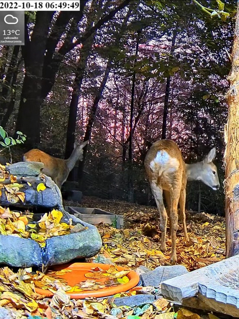 livebirdspoland_f5accfec92c5b0523f7fe8ddf53ed4e6.jpg