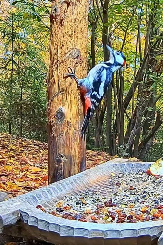 livebirdspoland_1f333525c003761232f467939827e07d.jpg