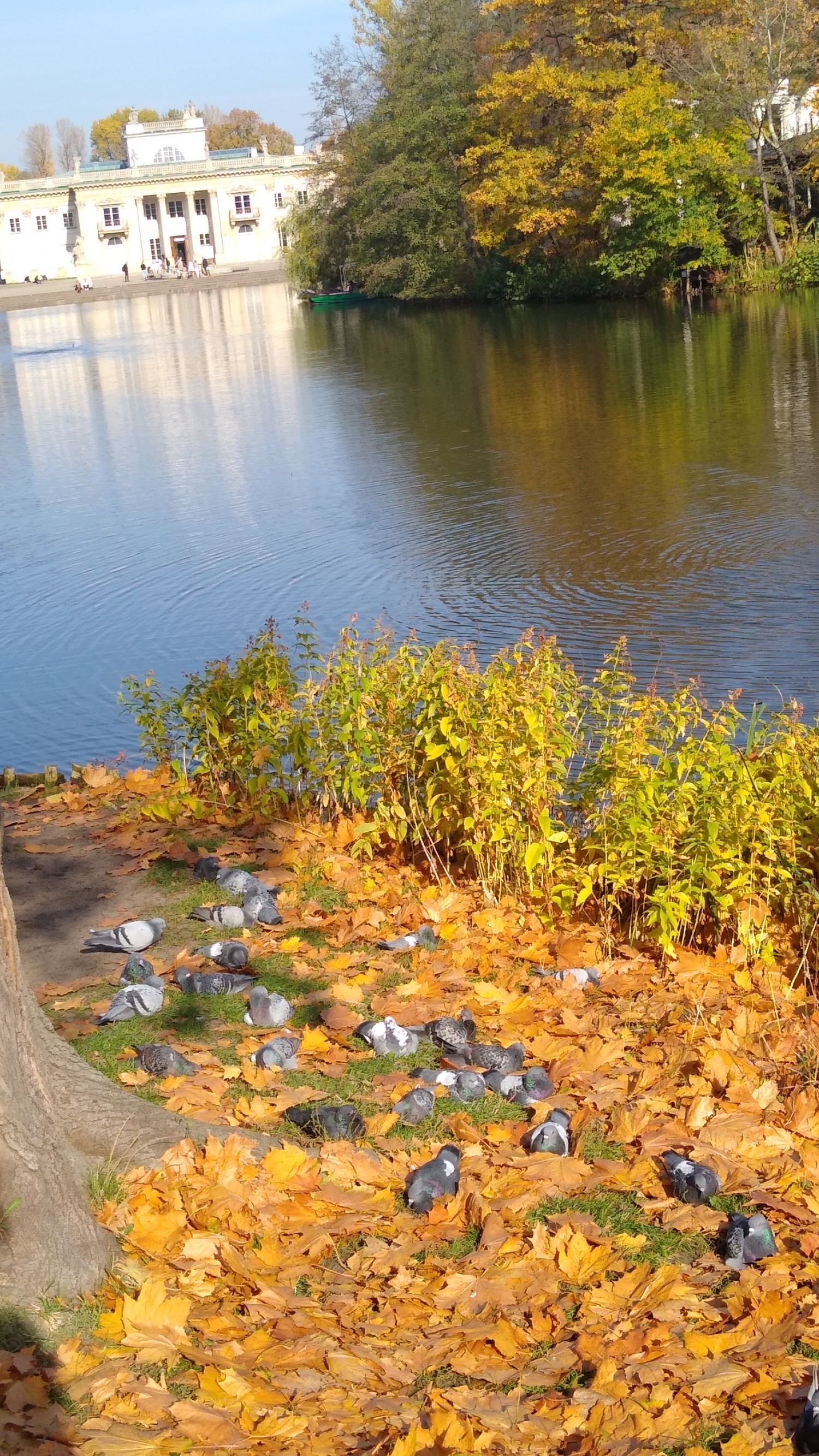 livebirdspoland_d9ec32f152a941cdc15dbd2361ac1145.jpg