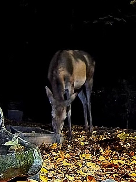 livebirdspoland_4ffd08422d17c4ab161d19e26f1b6539.jpg