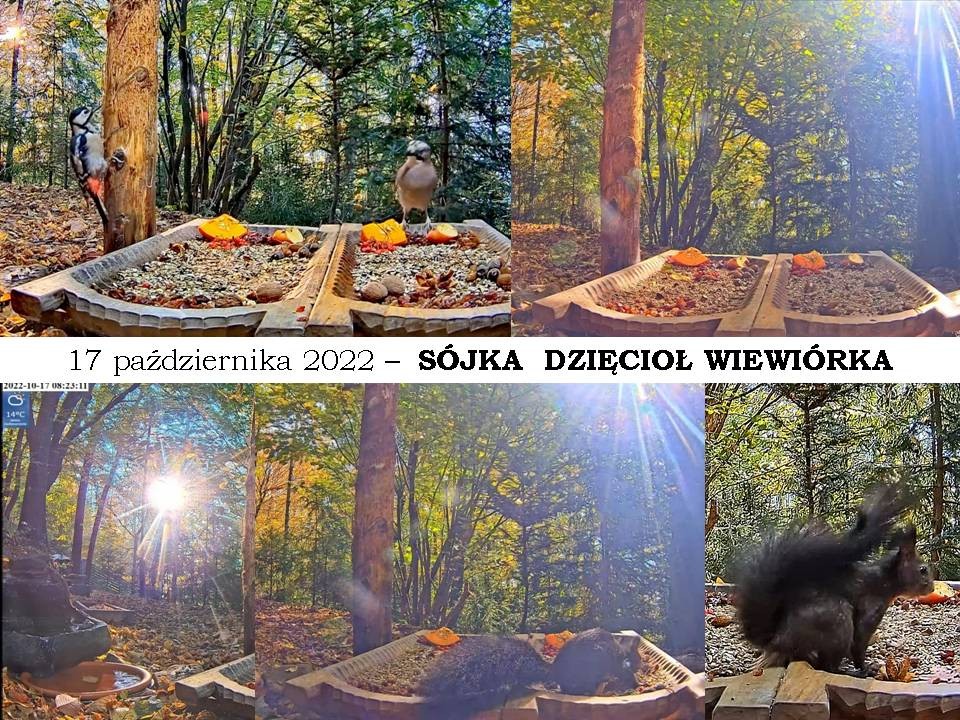 livebirdspoland_40c55942dcc90e1f5106697c926cec98.jpg