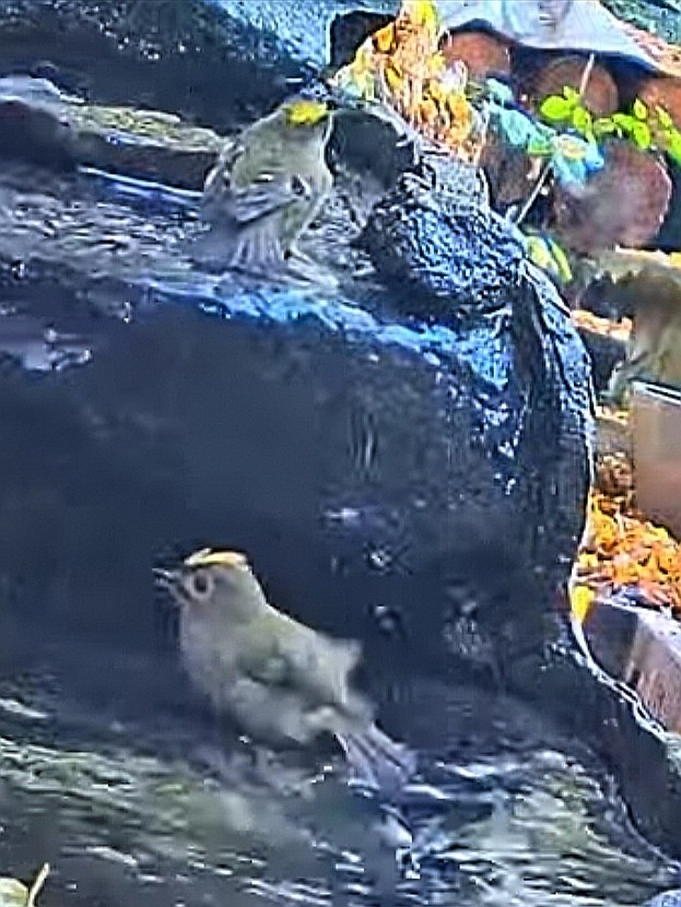 livebirdspoland_a0422fd255467892adb04c2b6df168d0.jpg