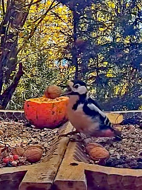 livebirdspoland_51235d0645da681b0128934971e29763.jpg